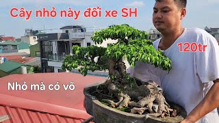 Cây sanh mini này đổi được con xe SH 150 thì vào việc 🏍
