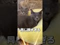 シンクロ率100%！兄妹猫だからこそできるコレ　 shorts cat 猫 猫のいる暮らし