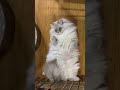 【反則】飼い主にかまってアピール中の猫