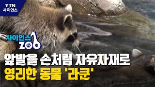 [사이언스ZOO] 앞발을 손처럼 자유자재로…영리한 동물 '라쿤' / YTN 사이언스