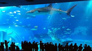 World Famous Okinawa Churaumi Aquarium Whale Sharks - Okinawa Japan