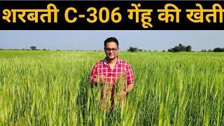 शरबती C 306 गेहूं की खेती | Sharbati Wheat Farming