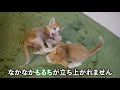 激しくケンカをしてピンチに陥る子猫…【保護猫】