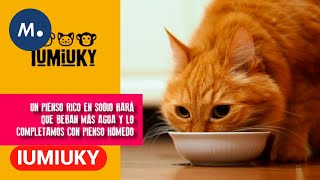 IUMIUKY: Cómo ayudar a nuestro gato con el calor del verano | Mediaset