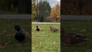 Friendly mallards 人懐っこい マガモ #shorts #birds #duck #鳥