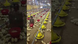 Day 4 ec poultry farm #ecpoultry #chicken #poultry #ecpoultryfarm #broiler #ecpoultry#broiler