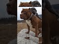 American pitbull dog attitude status video#attitude _whatsapp_  staus