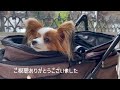 かつてないパピヨンまみれに圧倒されるパピヨン犬 84