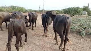 original Bani buffalo Kutch Gujarat