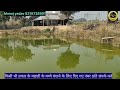 200 ग्राम के पंगासियास मछली के बच्चे को जल्दी बड़ा कैसे करें। fish farming in the village pound.