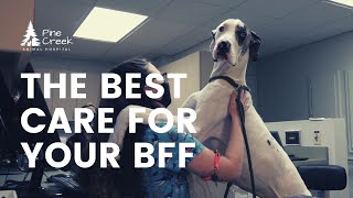 Your Local Veterinarian for Cats and Dogs | Christiana Pet Care [2021]