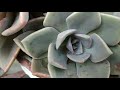 echeveria gibbiflora var. metallica complete blooming season succulent flowers start to end