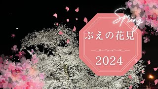 【郡山の穴場スポット】今年も花見の季節がやってきた！！満開の夜桜と公園を楽しむ