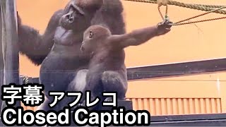 I'm strong too! Kintaro expressing bravado to his father Momotaro?🅷🅾🆃【KyotoZoo,  Gorilla