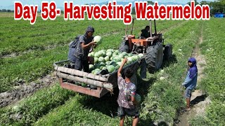 Day 58- Harvesting Seedless and Oriental Watermelon