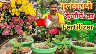 इस खाद से आएंगे गुलदाउदी में बड़े और अच्छे फूल ! chrysanthemum plant care for more flowering.