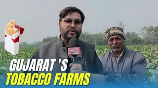 How Tobacco Farmers Boost Their Economy in Gujarat?