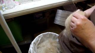 Cleaning filaree, foxtails and other vm out of alpaca fiber.