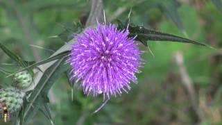 Thistle, アザミ