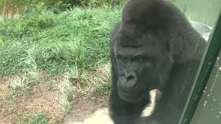 シャバーニ家族 593 Shabani family gorilla