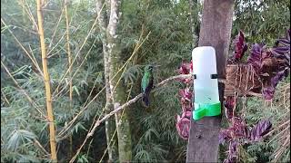 Green-crowned Brilliant in Costa Rica