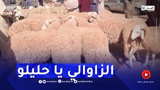 الجلفة : عزوف عن بيع و شراء الأضاحي بسبب ارتفاع أسعارها قبل أيام عيد الأضحى