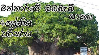 mannarama baobag tree,Grade 4 parisraya  chinthana samarasingha