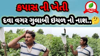 ગુલાબી ઈયળ નું નિયંત્રણ//દવા વગર ગુલાબી ઇયળ નો નાશ//Gulabi Eyal Nu Niyantran/ફેરોમેનટ્રેપ નો ઉપયોગ