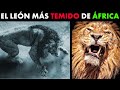 León - SEKEKAMA, EL LEÓN MÁS FUERTE DE ÁFRICA (HISTORIA COMPLETA)