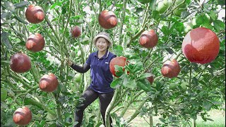 Harvesting Red Grapefruit   Making grapefruit sweet soup to sell at the market  Lucia's daily life