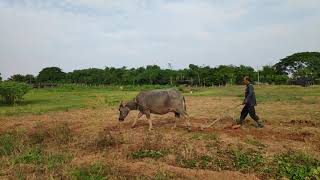 ສວນຜັກບ້ານຫ້ອມ ເອກະລັກການໄຖສວນແບບດັ້ງເດີມ.