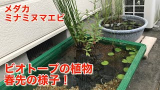 我が家のメダカビオトープ　春先の様子など