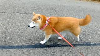 走る柴犬ひかり（１５才）のチラリ顔 　Cute Shiba Inu running