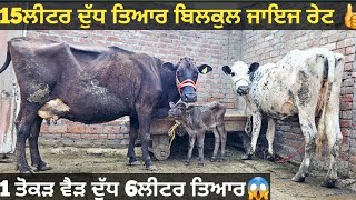 17ਲੀਟਰ ਵਾਲੀ ਸਜਰ ਅਤੇ 1 ਤੋਕੜ ਵੈੜ ਵੀਕਾਓ। cow for sale/vadiya farm/23-3-23