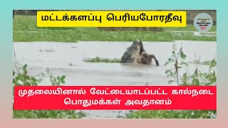 மட்டக்களப்பு பெரியபோரதீவில் கால்நடை ஒன்று முதலையினால் வேட்டையாடப்பட்டனர்.