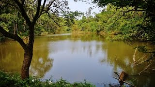 新化國家植物園 森林之美  ( 2016 -10 - 26  )