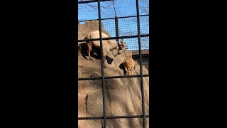 【冬の動物園】マーコール - 子ヤギに降り方を見せてあげる大人のマーコールさん - #Shorts