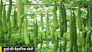 Turai ki kheti | Ridge gourd farming | तुरई की खेती | A to Z Video | Advance Agriculture