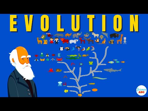 Darwin's theory of evolution A REALLY SIMPLE and brief explanation