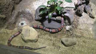 Milk snake (Kyoto City Zoo, Kyoto, Japan) January 26, 2019