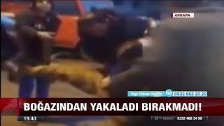 Pitbull dehşeti - 22 Ağustos 2017