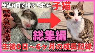 【総集編】生後0日で捨てられていた子猫を緊急保護してから6ヶ月間の成長記録