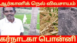 ஆர்கானிக் கர்நாடகா பொன்னி அரிசி | organic karnadaga ponni rice | இயற்க்கை விவசாயம் rice tamil