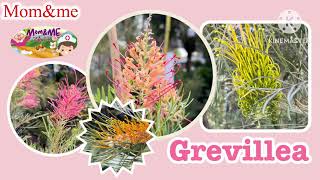 สนเกรวิลเลีย Grevillea ไม้ประดับมาแรงตามเทรนด์ ปี 2023