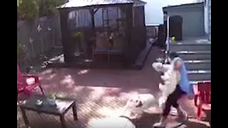 Loose dogs attack Great Kills woman, pets in her own backyard -- then barge into