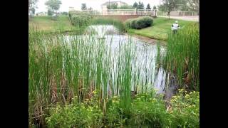 Pond Managment \u0026 Best CATTAIL REMOVAL / CUTTING Tools