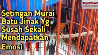 Setingan Lomba Untuk Murai Batu Jinak Yg Susah Sekali Mendapatkan Emosi❗️