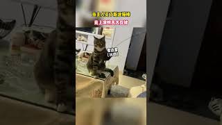 反客为主！当主人买了新逗猫棒，竟上演惊天大反转！#猫咪的迷惑行为 #万万没想到 #惊不惊喜意不意外 #铲屎官和他的主人 #萌宠成精了