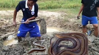 Amazing Catch Eels - Catch Eels in The Mud - Catch Eels in Cambodia #02