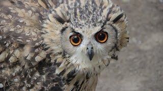 Natuurhulpcentrum vandaag Aflevering 11